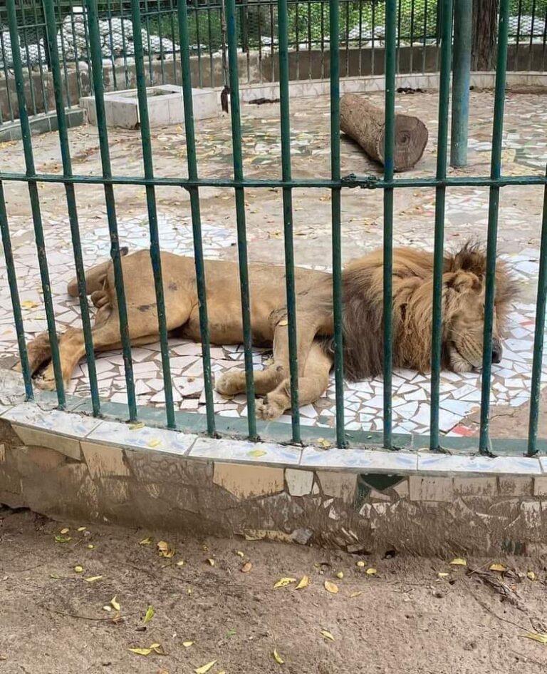 “Lion mal en point et dépressif”: le ministère de l’Environnement réfute les images virales